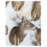 9-Point Whitetail Deer Shoulder Mount Taxidermy