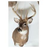 9-Point Whitetail Deer Shoulder Mount Taxidermy