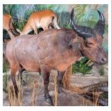 VERY RARE West African Savanna Buffalo Full Body T