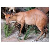 Ogilby Duiker Full Body Taxidermy Mount No Base