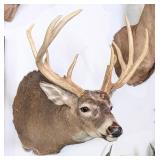 12 Point Whitetail Deer Shoulder Mount Taxidermy