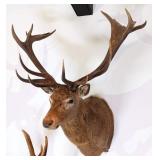 Red Stag Shoulder Mount Taxidermy