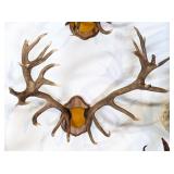 Red Stag Antlers Taxidermy on Wood Plaque