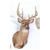 11 Point Whitetail Deer Shoulder Mount Taxidermy w