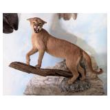 Mountain Lion Cougar Full Body Wall Mount on Drift
