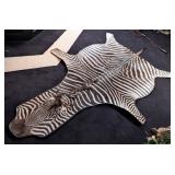 African Zebra Hide Taxidermy Rug w/ Black Carpet B