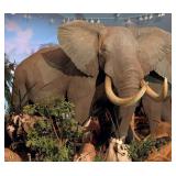 HUGE African Bull Elephant Full Body Taxidermy Mou