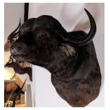 Cape Buffalo Shoulder Mount Taxidermy w/ Deep Drop