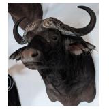 Cape Buffalo Shoulder Mount Taxidermy