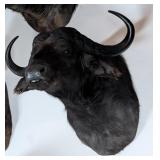 Cape Buffalo Shoulder Mount Taxidermy