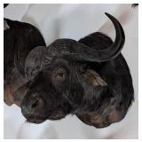 Cape Buffalo Shoulder Mount Taxidermy