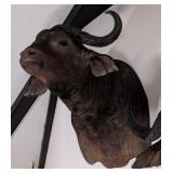 Cape Buffalo Shoulder Mount Taxidermy