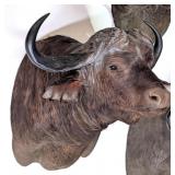 Cape Buffalo Shoulder Mount Taxidermy
