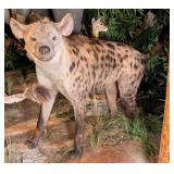 Massive Hyena Full Body Taxidermy Mount w/ No Base
