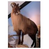 Himalayan Tahr Full Body Taxidermy Mount No Base