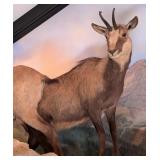 Alpine Chamois Full Body Taxidermy Mount No Base