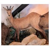 Alpine Chamois Full Body Taxidermy Mount No Base