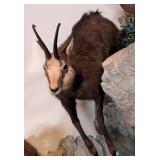 Alpine Chamois Full Body Taxidermy Mount No Base