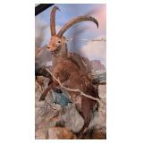 Alpine Ibex Full Body Taxidermy Mount No Base