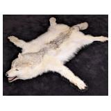 Canadian White Wolf Pelt Taxidermy Rug w/ Felt Bac