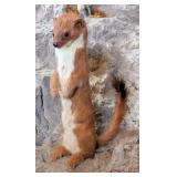 Weasel Full Body Taxidermy Mount