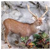 Sika Deer Full Body Taxidermy Mount No Base