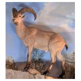 Caucasian Tur Full Body Taxidermy Mount No Base