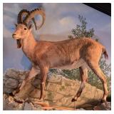 Nubian Ibex Full Body Taxidermy Mount No Base