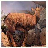 Chamois Full Body Taxidermy Mount No Base