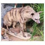 VERY RARE African Aardwolf Full Body Taxidermy Mou
