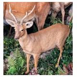 EXCEPTIONALLY LARGE Siberian Roebuck Full Body Tax
