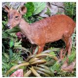 Red Brocket Deer Full Body Taxidermy Mount on Woo