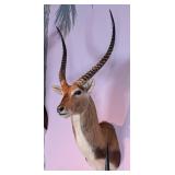 Kafue Lechwe Shoulder Mount Taxidermy  INDIANA RES