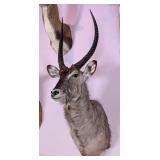 Waterbuck Shoulder Mount Taxidermy