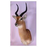 HUGE Puku Antelope Shoulder Mount Taxidermy