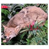 Defensive Coyote Full Body Taxidermy Mount No Base