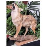 Coyote Full Body Taxidermy Mount on Wood Base