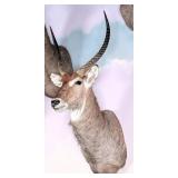 Waterbuck Shoulder Mount Taxidermy