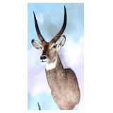 Waterbuck Shoulder Mount Taxidermy