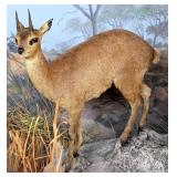 Klipspringer Antelope Full Body Taxidermy Mount No