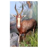 Bontebok Full Body Taxidermy Mount No Base INDIANA
