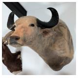 South American Water Buffalo Shoulder Mount Taxide