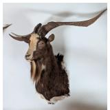Jacob Sheep Shoulder Mount Taxidermy