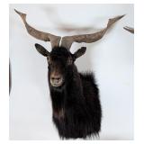 Catalina Goat Shoulder Mount Taxidermy