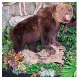 Romanian Brown Bear Full Body Taxidermy Mount on R