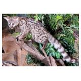 Genet Cat Full Body Taxidermy Mount on Driftwood B