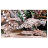 Genet Cat Full Body Taxidermy Mount on Driftwood B