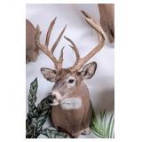 16-Point Whitetail Deer Shoulder Mount Taxidermy