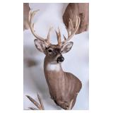 19 Point Non-Typical Free Range Whitetail Deer Sho
