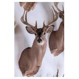 11 Point Whitetail Deer Shoulder Mount Taxidermy